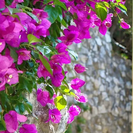 Venus * Positano
